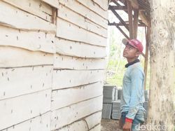Hiii, Teror Ulat Pohon Jati Merambah Permukiman Warga di Tuban