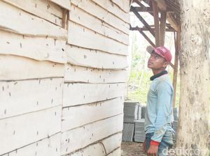 Hiii, Teror Ulat Pohon Jati Merambah Permukiman Warga di Tuban Hiii, Teror Ulat Pohon Jati Merambah Permukiman Warga di Tuban