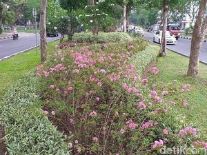 Pohon Sakura di Surabaya Bikin Hati Adem, Jakarta Kapan?