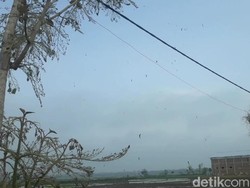 Bukan Ulat Bulu, yang Ada Teror Ulat Pohon Jati di Bojonegoro