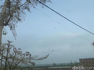 Bukan Ulat Bulu, yang Ada Teror Ulat Pohon Jati di Bojonegoro Bukan Ulat Bulu, yang Ada Teror Ulat Pohon Jati di Bojonegoro