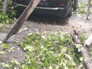 Pohon Tumbang Timpa Mobil hingga Kabel PLN di Jaksel