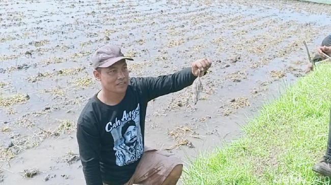 Hiii, Para Petani di Ngawi Berlomba Tangkap Tikus Sawah