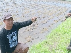 Hiii, Para Petani di Ngawi Berlomba Tangkap Tikus Sawah
