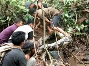 Video Warga di Sumatera Barat Bergulat dengan Piton Raksasa