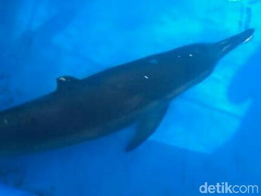 Sempat Dirawat, Lumba-lumba yang Terdampar di Kebumen Akhirnya Mati