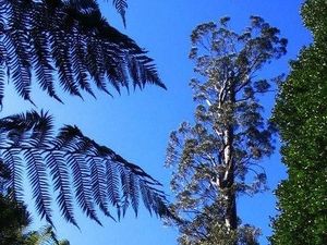 Pohon Tertinggi di Australia Sudah Melebihi 100 Meter