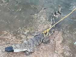 Bikin Geger, Anak Buaya Diamankan Warga di Tambun Bekasi