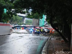 Diterjang Hujan Angin, Pohon Tumbang di Tendean