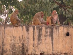 Ribuan Monyet Invasi Kantor Pemerintahan India
