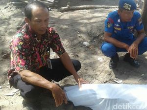 Lumba-lumba yang Mati di Kebumen Diduga Terkena Jaring Nelayan