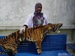 BKSDA Aceh Terima Sitaan Kulit Harimau yang Dijual Penyelundup