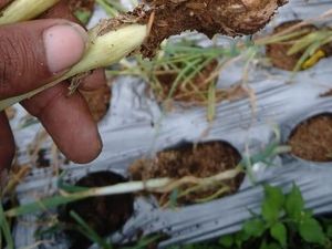 Digunakan untuk Benih, Berapa Harga Bawang Putih Lokal