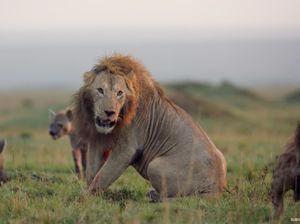 Mirip The Lion King, Singa Ini Hampir Mati oleh Hyena