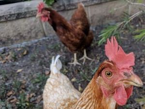 Kebiasaan Pelihara Hewan di Belakang Rumah Jadi Bom Waktu Wabah Penyakit