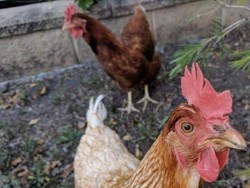 Kebiasaan Pelihara Hewan di Belakang Rumah Jadi Bom Waktu Wabah Penyakit