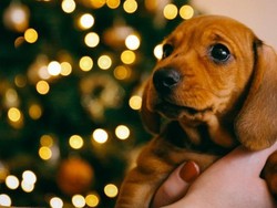 Di Jerman, Anjing Tak Boleh Lagi Jadi Hadiah Natal