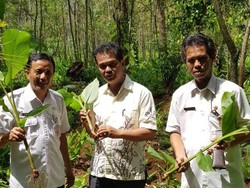 Kementan Dorong Petani Manfaatkan Lahan untuk Tanaman Herbal