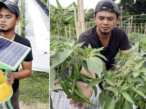 Berhenti Jadi Karyawan, 4 Pria Ini Pilih Jadi Petani Cabai