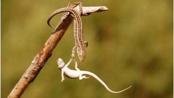 Deretan Momen Dramatis Tanpa Sentuhan Photoshop