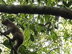 Terjebak Banjir, Kukang Kembali Dilepasliarkan di Riau
