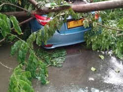 Hujan Deras Sore Tadi, Pohon Tumbang di Sejumlah Tempat di Jaksel