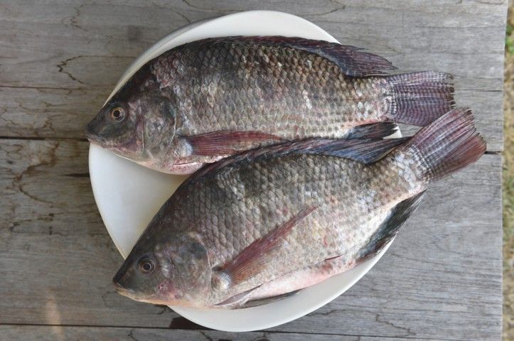 ikan mujair