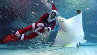 Sambut Natal, Sinterklas Berenang Bersama Ribuan Ikan di Korsel