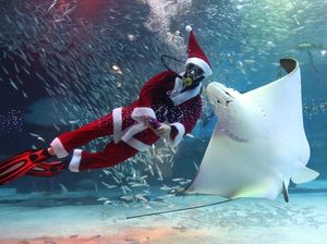Sambut Natal, Sinterklas Berenang Bersama Ribuan Ikan di Korsel