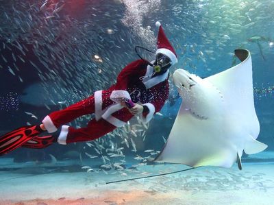 Sambut Natal, Sinterklas Berenang Bersama Ribuan Ikan di Korsel