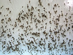 Cara Kerja Nyamuk Wolbachia untuk Menekan Kasus DBD