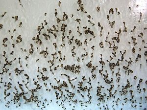 Cara Kerja Nyamuk Wolbachia untuk Menekan Kasus DBD Cara Kerja Nyamuk Wolbachia untuk Menekan Kasus DBD