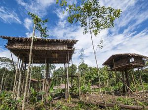 Kenapa Suku Korowai di Pedalaman Papua Tinggal di Rumah Pohon?