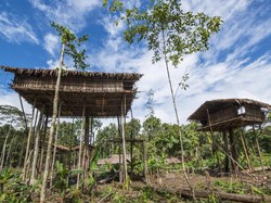Kenapa Suku Korowai di Pedalaman Papua Tinggal di Rumah Pohon?