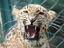 India Buru Macan Tutul Pembunuh Biksu yang Sedang Meditasi