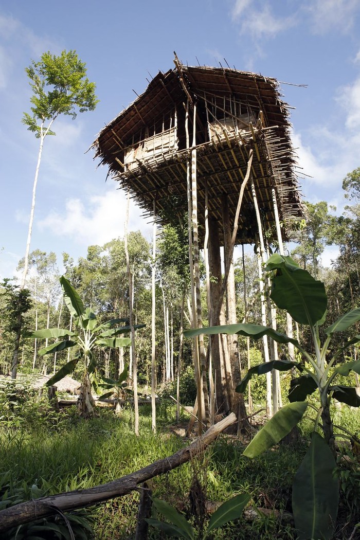 Aerial view of a small village of the Korowai people in a clearing in the tropical rainforest of Newguinea.
The Korowai people (sometimes also called Kolufu) are living at the Indonesian part of the island of Newguinea (West Papua). The Korowai are still living very isolated as hunter-gatherers and are famous for their tree houses. The first contact between Korowai and Westerners is documented only in 1974.