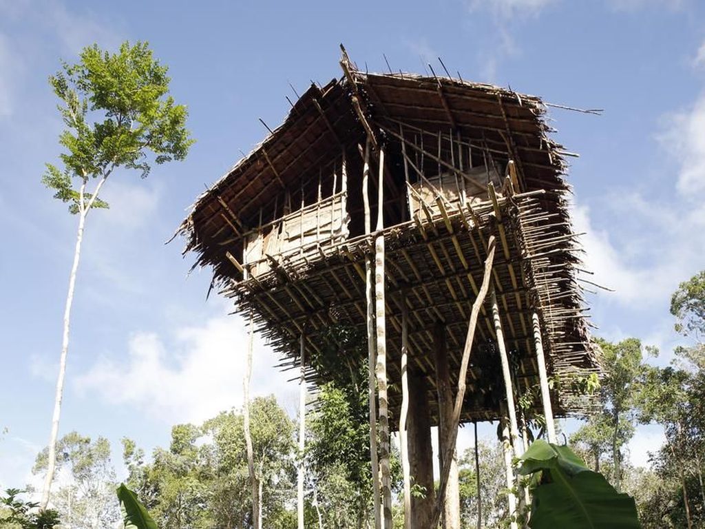 Foto: Melihat Lebih Dekat Suku Rumah Pohon dari Papua