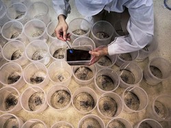 Pemkot Bandung Ternak Nyamuk Mahal untuk Hadapi DBD