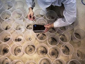 Pemkot Bandung Ternak Nyamuk Mahal untuk Hadapi DBD Pemkot Bandung Ternak Nyamuk Mahal untuk Hadapi DBD