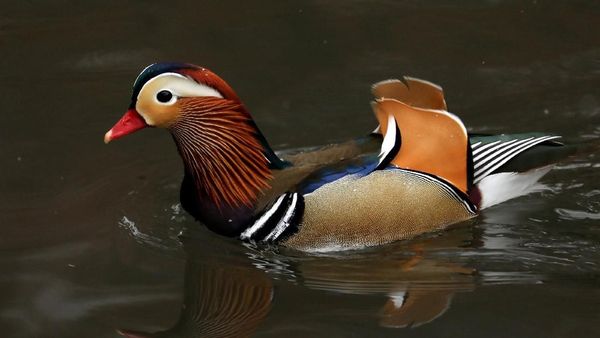 Keindahan Misterius Bebek Mandarin yang Hiasi Kolam Central Park