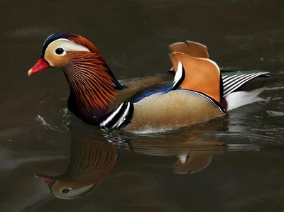 Keindahan Misterius Bebek Mandarin yang Hiasi Kolam Central Park