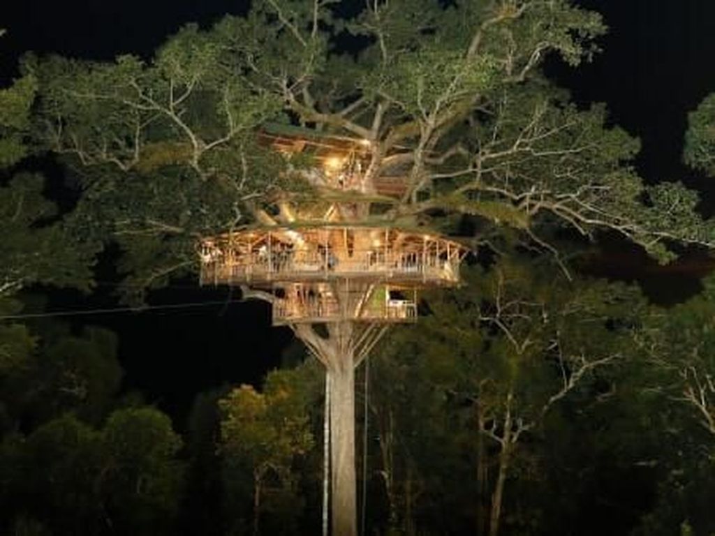 Potret Rumah Pohon Tertinggi Dunia Vs Illegal Logging