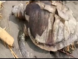 Setelah Paus, Giliran Penyu Mati Gegara Sampah Plastik