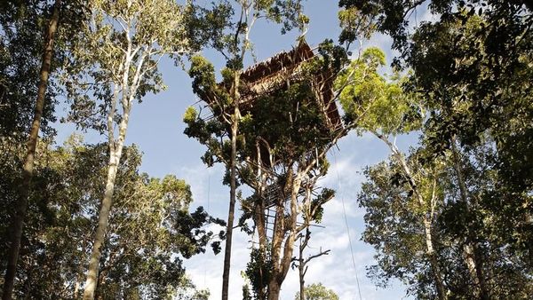 Melongok Rumah Suku Korowai di Pedalaman Papua yang Nangkring di Atas Pohon