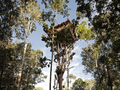 Melongok Rumah Suku Korowai di Pedalaman Papua yang Nangkring di Atas Pohon