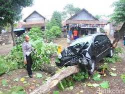 LCGC Ringsek Tabrak Pohon Jati, Sopir Selamat