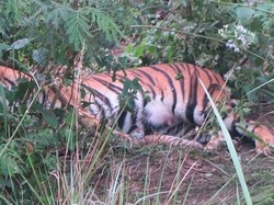 Kabar Gembira, Telah Lahir Dua Anak Harimau Sumatera