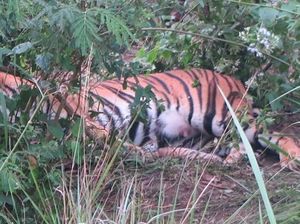 Kabar Gembira, Telah Lahir Dua Anak Harimau Sumatera Kabar Gembira, Telah Lahir Dua Anak Harimau Sumatera