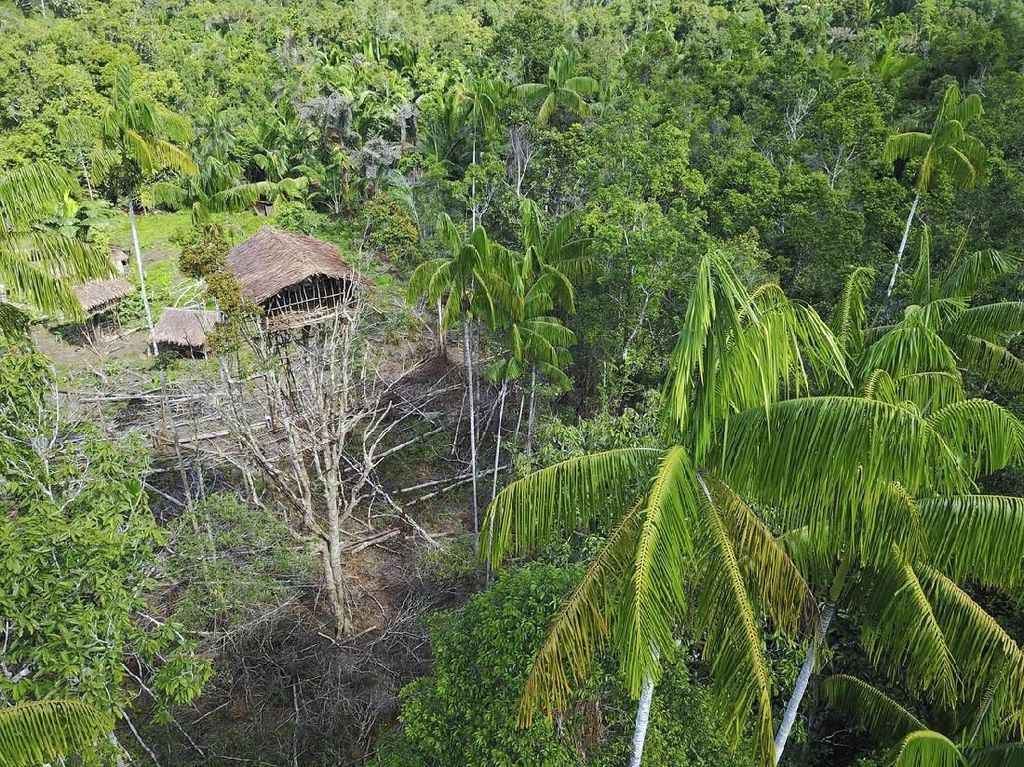 Orang-orang Papua yang Hidup di Atas Pohon Orang-orang Papua yang Hidup di Atas Pohon