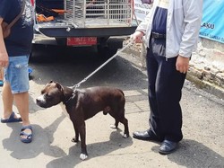 Jika Tak Diikat Lagi, Pitbull yang Serang Satpam Diambil dari Pemilik